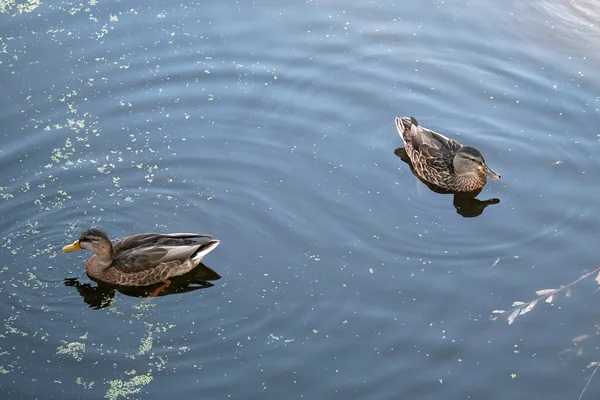 Les Canards Sauvages Nourrissent Sur Lac Urbain Envahi Par Les — Photo