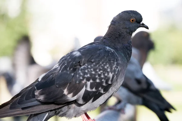 Városi Vadgalambok Egy Fém Cső Mellvédet Hídon Felett Közeli Makro — Stock Fotó