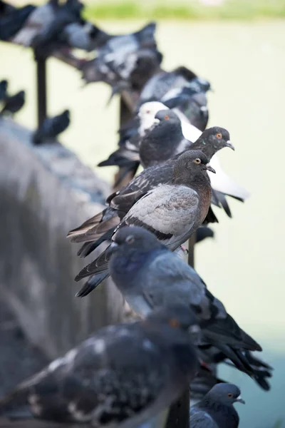 Urban Wild Pigeons Metal Pipe Parapet Bridge Lake Close Macro — Stock Photo, Image