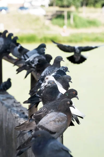 Urban Wild Pigeons Metal Pipe Parapet Bridge Lake Close Macro — Stock Photo, Image