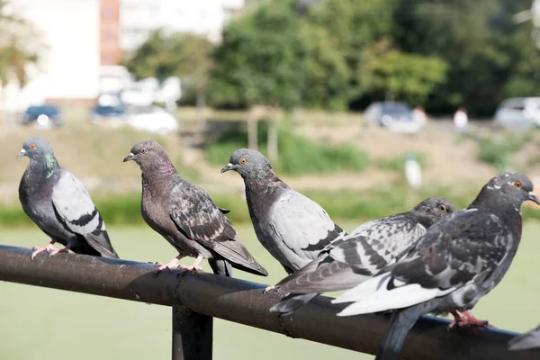 Városi Vadgalambok Egy Fém Cső Mellvédet Hídon Felett Közeli Makro — Stock Fotó