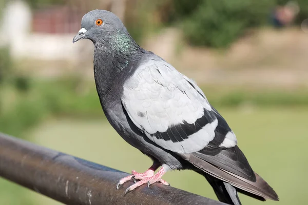 Pombo Selvagem Urbano Parapeito Tubo Metal Ponte Sobre Lago Close — Fotografia de Stock