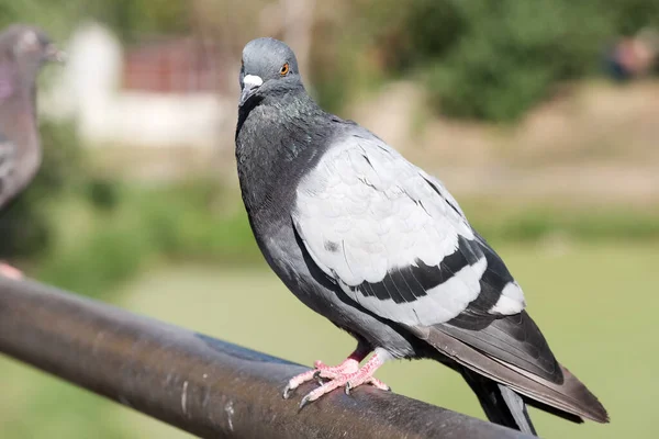 Pombo Selvagem Urbano Parapeito Tubo Metal Ponte Sobre Lago Close — Fotografia de Stock