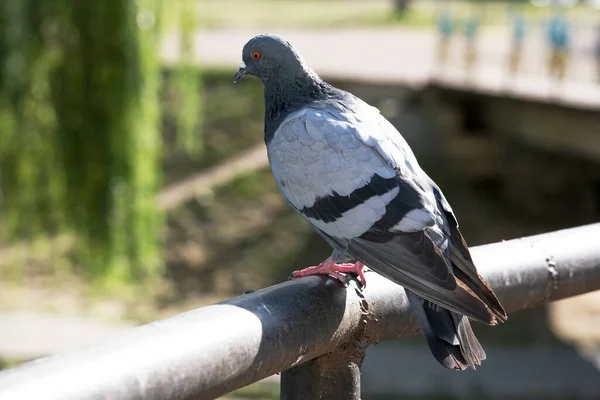 Pigeon Sauvage Urbain Sur Une Pipe Métal Parapet Sur Pont — Photo