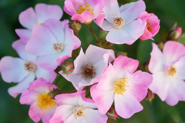Giardino Rosa Rosa Primo Piano Aiuola Città Una Giornata Sole — Foto Stock