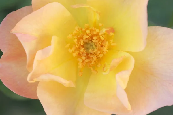 Garden Yellow Rose Close Colored Floral Background Smooth Defocusing Abstract — Stock Photo, Image