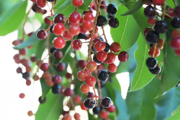 Berries of common bird cherry close-up of different ripeness on tree branches macro photography