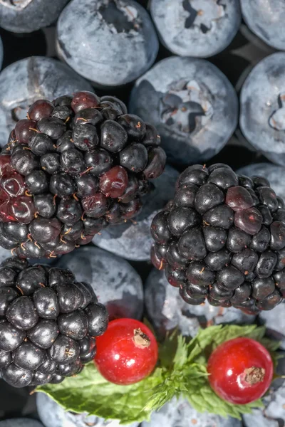 Sweet Ripe Blueberries Blackberries Red Currants Close Macro Photography — Stock Photo, Image