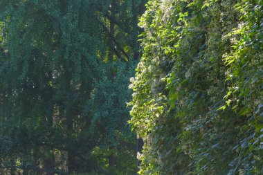 Doğal arka plan orman peyzajı şehir parkı karışık orman sonbahar güneşli günü
