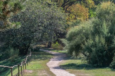 Doğal arka plan orman peyzajı şehir parkı karışık orman sonbahar güneşli günü