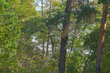 Doğanın arka planında orman manzarası kozalaklı orman sonbahar güneşli bir gün.