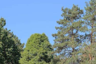 Doğanın arka planında orman manzarası kozalaklı orman sonbahar güneşli bir gün.