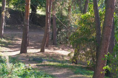 Doğanın arka planında orman manzarası kozalaklı orman sonbahar güneşli bir gün.