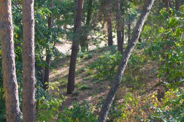 Doğanın arka planında orman manzarası kozalaklı orman sonbahar güneşli bir gün.