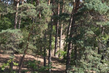 Doğanın arka planında orman manzarası kozalaklı orman sonbahar güneşli bir gün.