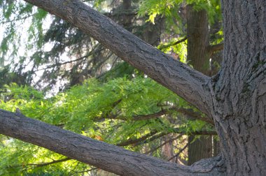 Doğanın arka planında orman manzarası kozalaklı orman sonbahar güneşli bir gün.