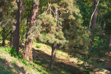 Doğanın arka planında orman manzarası kozalaklı orman sonbahar güneşli bir gün.