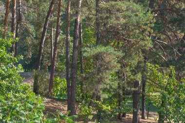 Doğanın arka planında orman manzarası kozalaklı orman sonbahar güneşli bir gün.