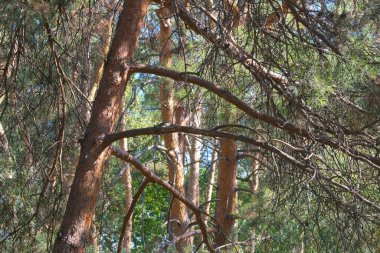 Doğanın arka planında orman manzarası kozalaklı orman sonbahar güneşli bir gün.