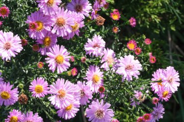 Astra Virgin veya Yeni Belçika (Symphyotrichum novi-belgii) güzel sonbahar çiçek tarhı