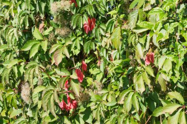 Yaban bitkilerinin dokulu yeşil yapraklarından oluşan doğal bitki örtüsü.