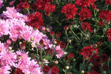Güneşli bir sonbahar gününün makro fotoğrafçılığında çiçek açan güzel bir bahçe.