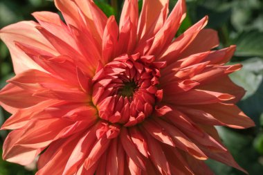 Güneşli bir sonbahar gününün makro fotoğrafçılığında güzel bir bahçe çiçeğinin yakın çekimi.