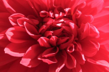 Güneşli bir sonbahar gününün makro fotoğrafçılığında güzel bir bahçe çiçeğinin yakın çekimi.