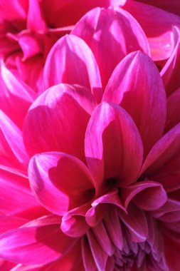 Güneşli bir sonbahar gününün makro fotoğrafçılığında güzel bir bahçe çiçeğinin yakın çekimi.