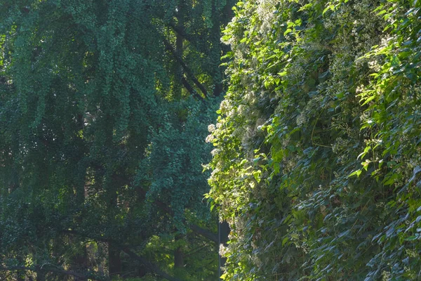 Doğal arka plan orman peyzajı şehir parkı karışık orman sonbahar güneşli günü