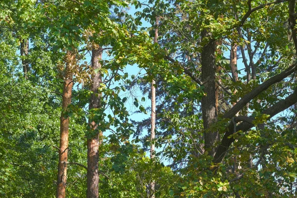 Naturalne Tło Las Krajobraz Miasto Park Mieszane Las Jesień Słoneczny — Zdjęcie stockowe