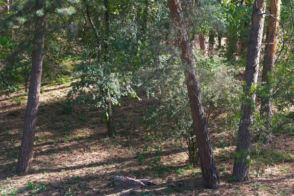 Doğanın arka planında orman manzarası kozalaklı orman sonbahar güneşli bir gün.