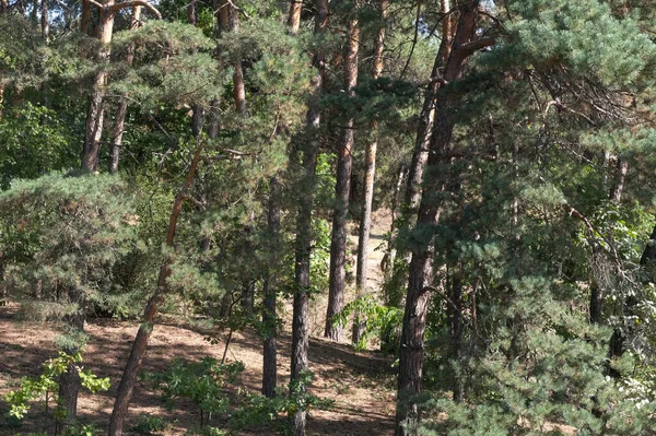 Doğanın arka planında orman manzarası kozalaklı orman sonbahar güneşli bir gün.