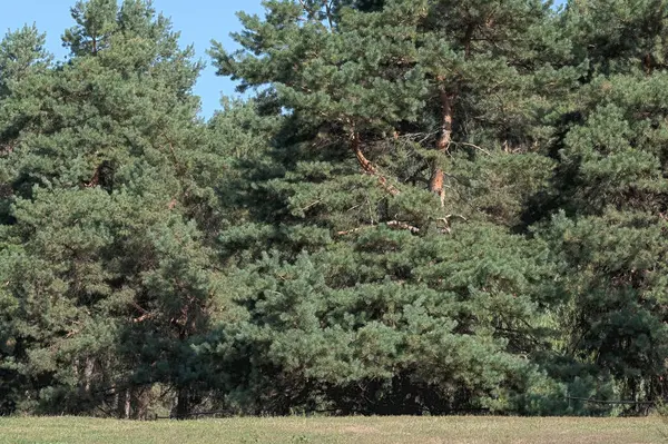 Natura Tło Las Krajobraz Iglasty Las Jesień Słoneczny Dzień — Zdjęcie stockowe