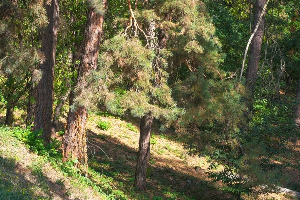 Doğanın arka planında orman manzarası kozalaklı orman sonbahar güneşli bir gün.