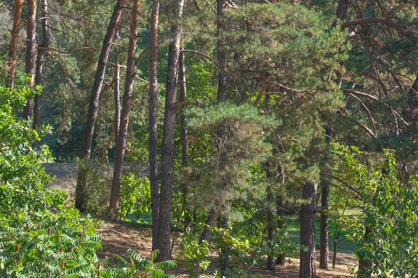Doğanın arka planında orman manzarası kozalaklı orman sonbahar güneşli bir gün.