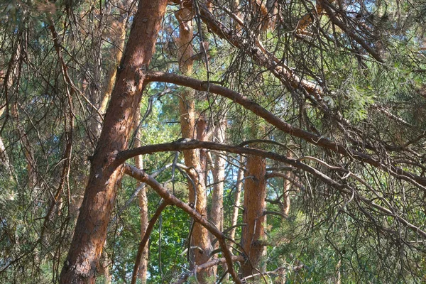 Doğanın arka planında orman manzarası kozalaklı orman sonbahar güneşli bir gün.
