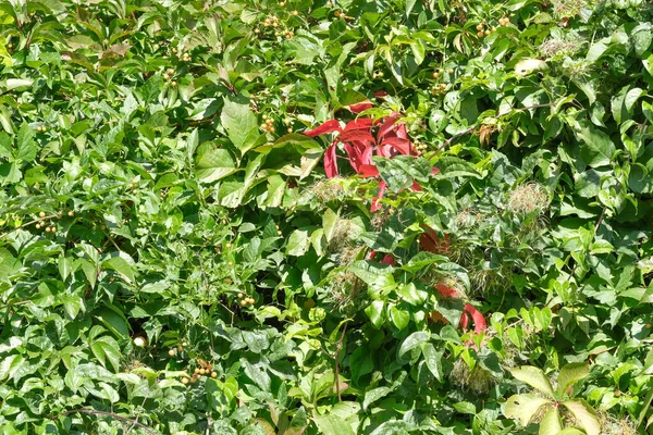 Natuurlijke Plant Groene Achtergrond Van Getextureerde Bladeren Van Wilde Planten — Stockfoto