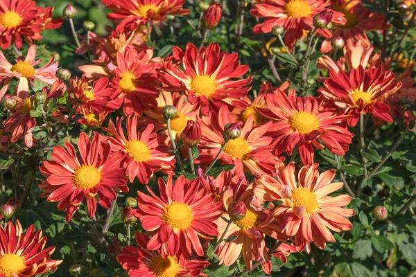 Hermoso Jardín Floreciendo Flores Crisantemo Cerca Día Soleado Otoño Macrofotografía — Foto de Stock