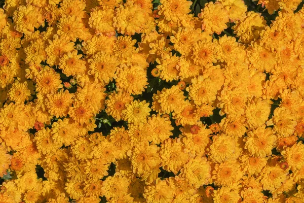 Schöner Garten Blühende Chrysanthemen Aus Nächster Nähe Einem Sonnigen Herbsttag — Stockfoto