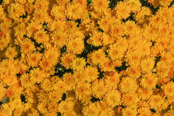 Beautiful garden blooming chrysanthemum flowers close-up on a sunny autumn day macro photography