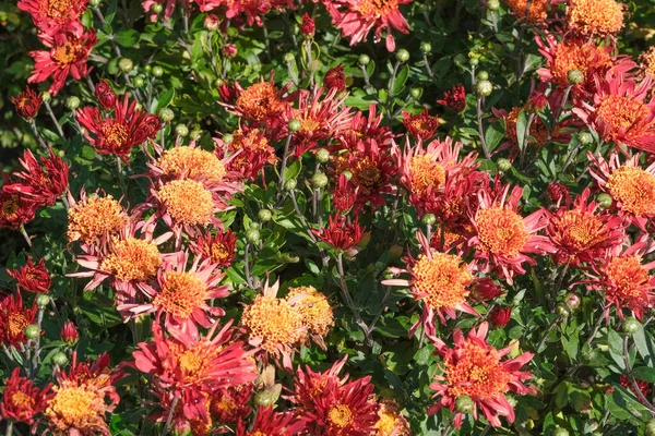 Hermoso Jardín Floreciendo Flores Crisantemo Cerca Día Soleado Otoño Macrofotografía — Foto de Stock