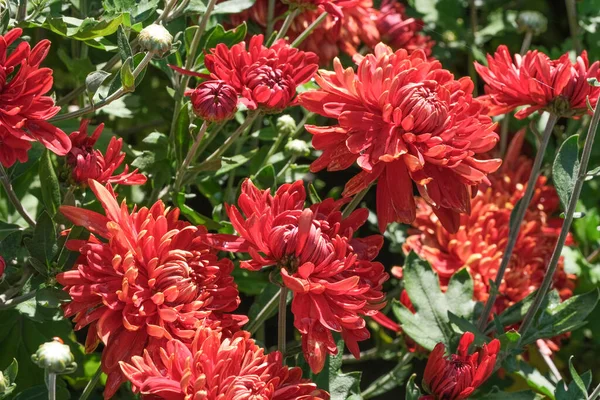 Hermoso Jardín Floreciendo Flores Crisantemo Cerca Día Soleado Otoño Macrofotografía — Foto de Stock