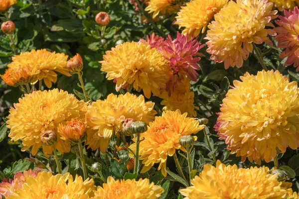 Beau Jardin Fleurissant Fleurs Chrysanthème Gros Plan Sur Une Journée — Photo