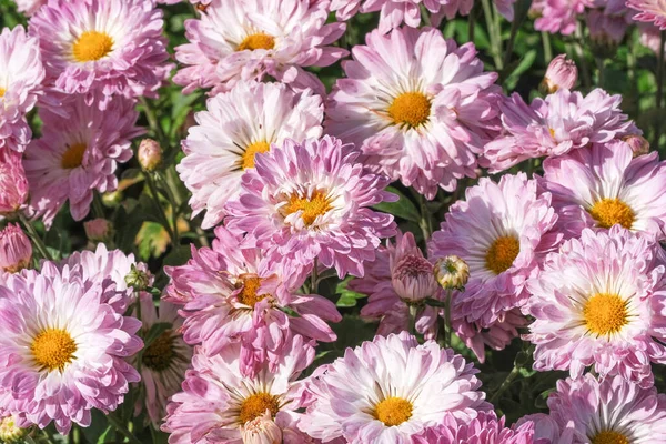 Bellissimo Giardino Fiorito Crisantemo Fiori Primo Piano Una Giornata Sole — Foto Stock