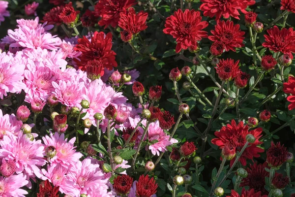 Güneşli bir sonbahar gününün makro fotoğrafçılığında çiçek açan güzel bir bahçe.