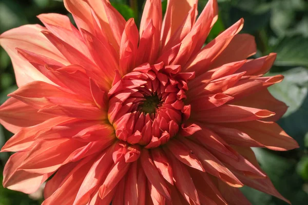 Güneşli bir sonbahar gününün makro fotoğrafçılığında güzel bir bahçe çiçeğinin yakın çekimi.