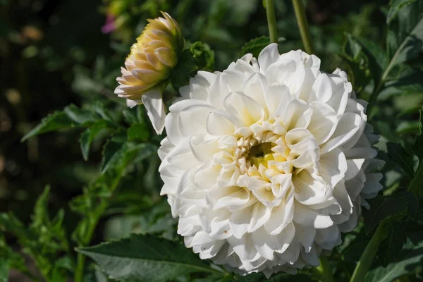 Güneşli bir sonbahar gününün makro fotoğrafçılığında güzel bir bahçe çiçeğinin yakın çekimi.