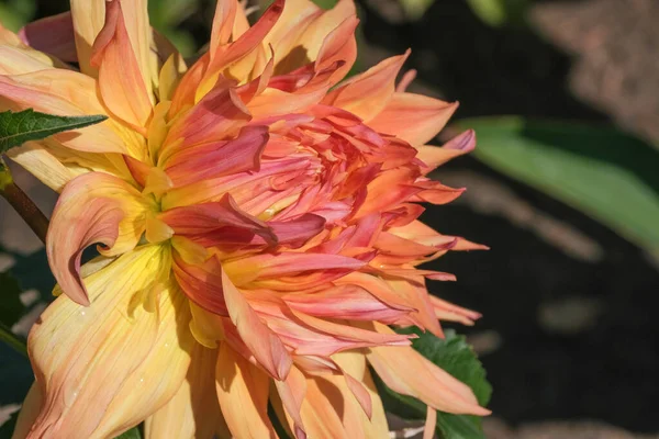 Hermosa Flor Dalia Jardín Cerca Día Soleado Otoño Macro Fotografía —  Fotos de Stock