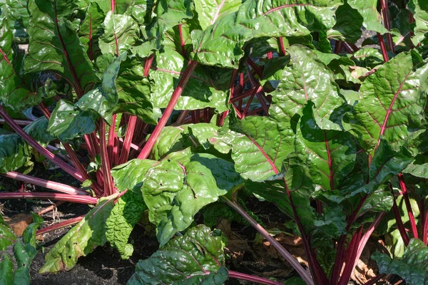 Red Beet Leaves Garden Close Stock Photo